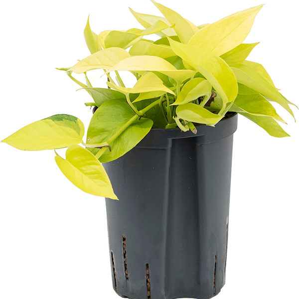 Scindapsus (Epipremnum) „Golden pothos”