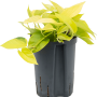 Scindapsus (Epipremnum) „Golden pothos”
