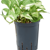 Scindapsus (Epipremnum) „Happy Leaf”