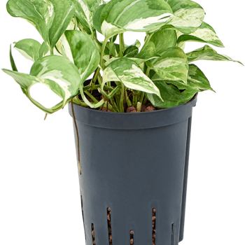 Scindapsus (Epipremnum) „Happy Leaf” Scindapsus (Epipremnum) „Happy Leaf”