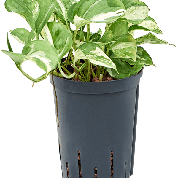 Scindapsus (Epipremnum) „Happy Leaf”
