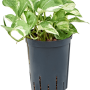 Scindapsus (Epipremnum) „Happy Leaf”