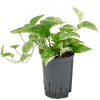 Scindapsus (Epipremnum) „Marble Queen”