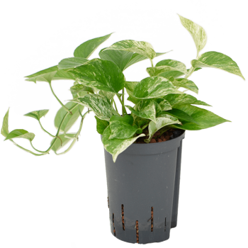 Scindapsus (Epipremnum) „Marble Queen” Scindapsus (Epipremnum) „Marble Queen”