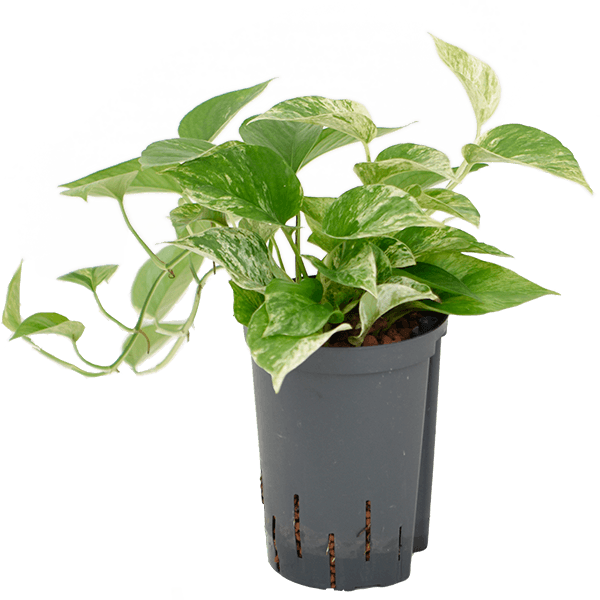 Scindapsus (Epipremnum) „Marble Queen”