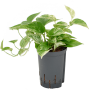 Scindapsus (Epipremnum) „Marble Queen”
