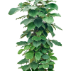 Tetrastigma voinierianum