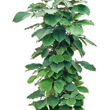 Tetrastigma voinierianum