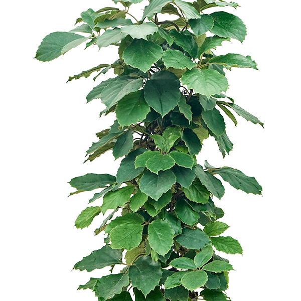 Tetrastigma voinierianum
