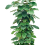 Tetrastigma voinierianum