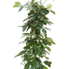 Tetrastigma voinierianum