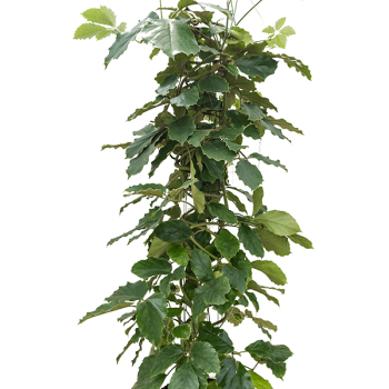 Tetrastigma voinierianum