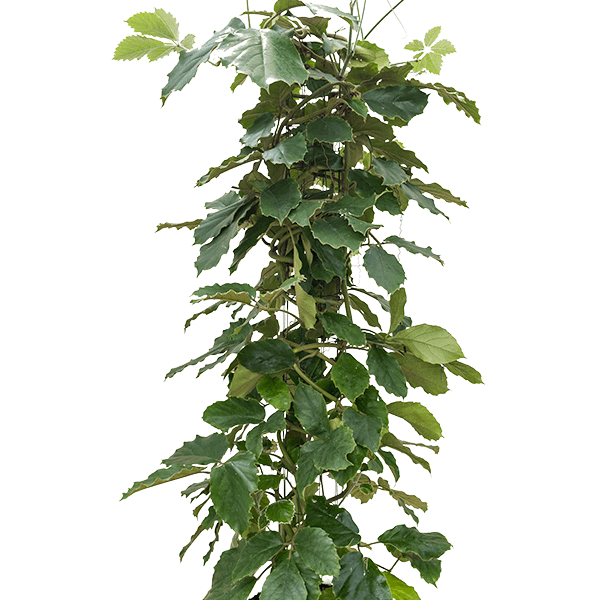 Tetrastigma voinierianum