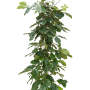 Tetrastigma voinierianum