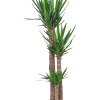 Yucca elephantipes