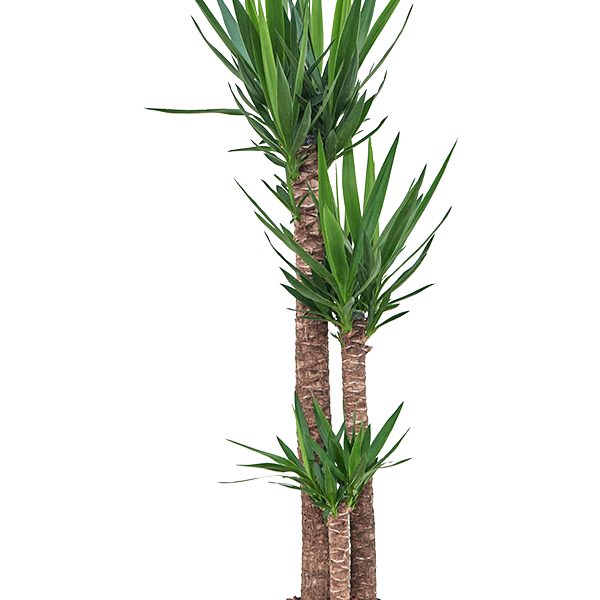 Yucca elephantipes
