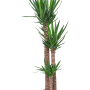 Yucca elephantipes