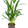 Kentia (Howea) forsteriana