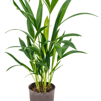 Kentia (Howea) forsteriana