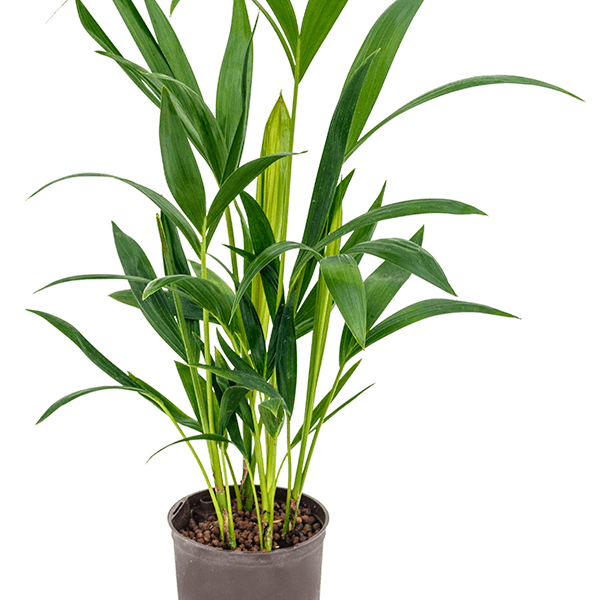 Kentia (Howea) forsteriana