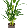 Kentia (Howea) forsteriana