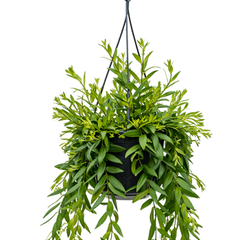 Aeschynanthus 'Japhrolepis' Aeschynanthus 'Japhrolepis'