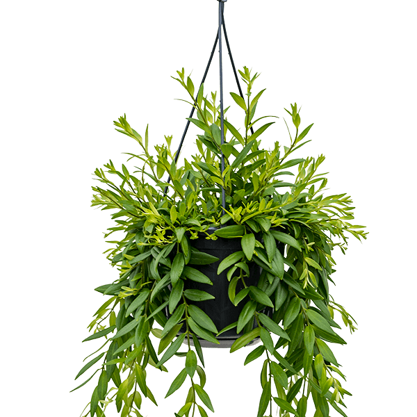 Aeschynanthus 'Japhrolepis'