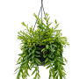Aeschynanthus 'Japhrolepis'