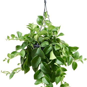 Aeschynanthus „Mona Lisa” Aeschynanthus „Mona Lisa”