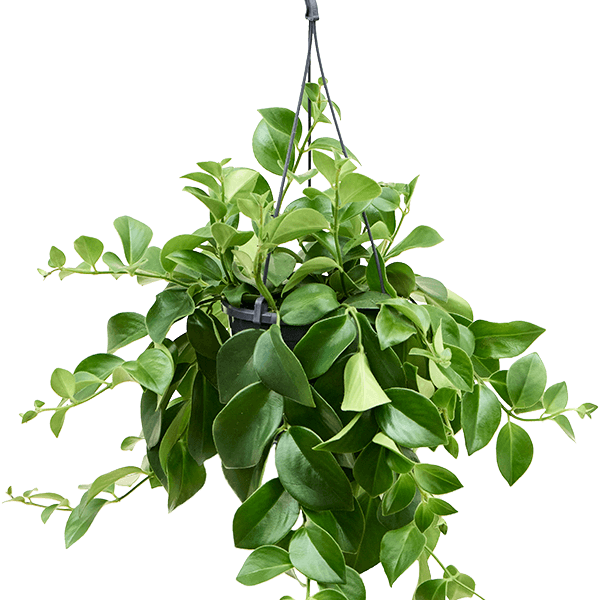 Aeschynanthus „Mona Lisa”