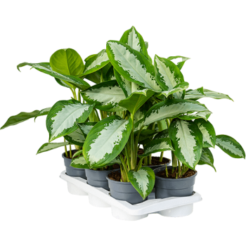Aglaonema „Diamond Bay” 6/tavă