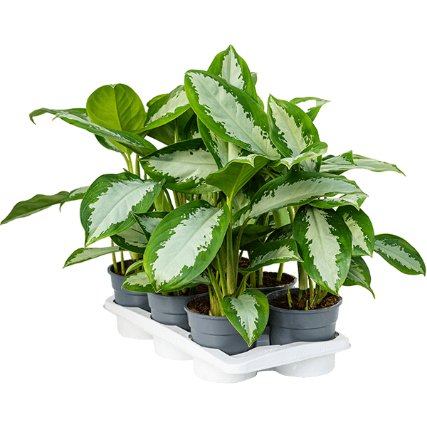 Aglaonema „Diamond Bay” 6/tavă