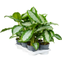 Aglaonema „Diamond Bay” 6/tavă