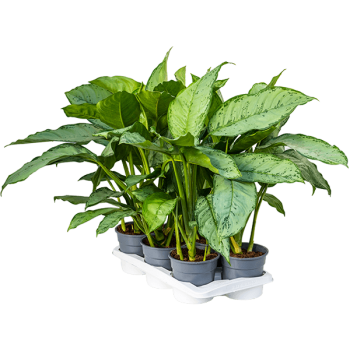 Aglaonema „Freedman” 6/tavă