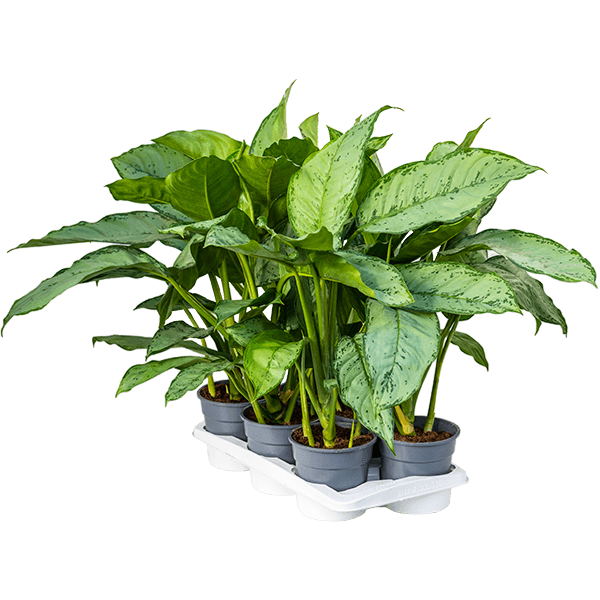 Aglaonema „Freedman” 6/tavă