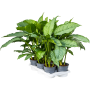 Aglaonema „Freedman” 6/tavă