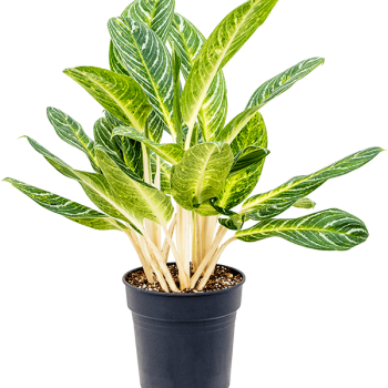 Aglaonema „Key Lime”
