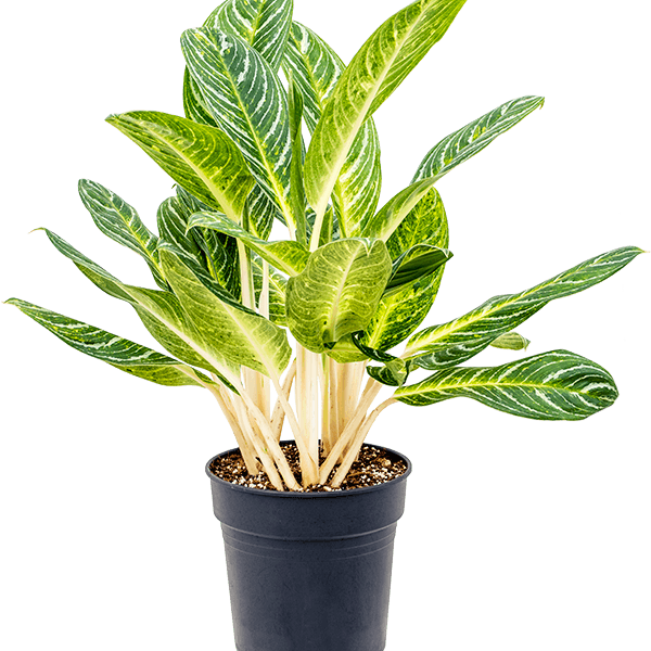 Aglaonema „Key Lime”
