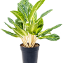 Aglaonema „Key Lime”