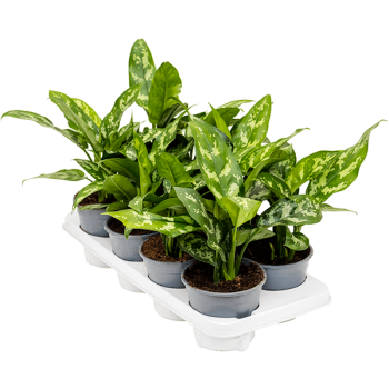Aglaonema „Maria” 8/tavă