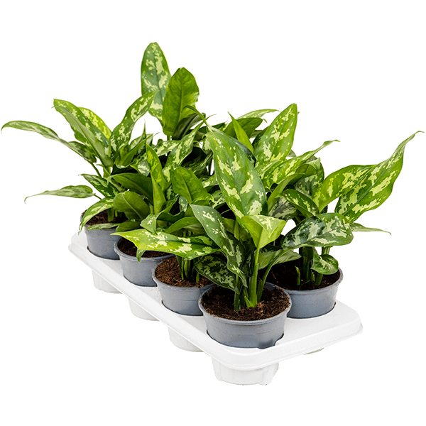 Aglaonema „Maria” 8/tavă