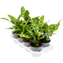 Aglaonema „Maria” 8/tavă
