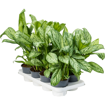 Aglaonema „Maria Christina” 8/tavă