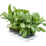 Aglaonema „Maria Christina” 8/tavă