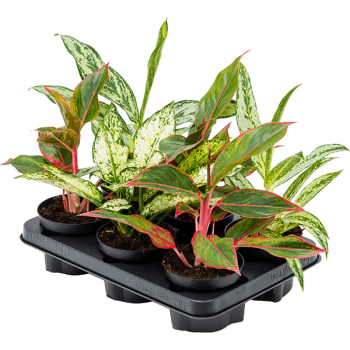 Amestec de Aglaonema, 6 plante/tavă