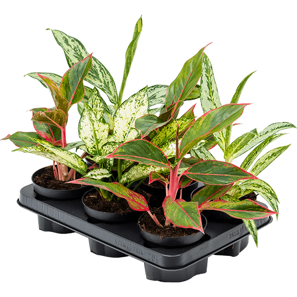 Amestec de Aglaonema, 6 plante/tavă
