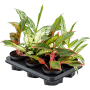 Amestec de Aglaonema, 6 plante/tavă