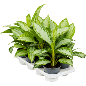 Aglaonema 'Silver Bay' 8/tavă Aglaonema 'Silver Bay' 8/tavă