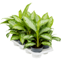 Aglaonema 'Silver Bay' 8/tavă
