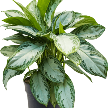 Aglaonema „Silver Bay”